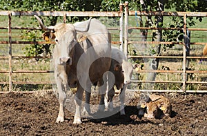 Dairy Cow with Two Calves, Farm Animals, Agriculture photo
