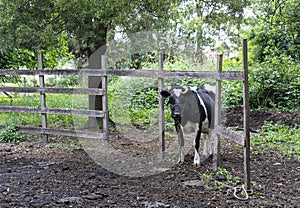 dairy cow on an urban farm under a fence photo