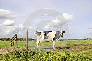 Dairy cow walking on a path passing a gate, black and white looking at camera, side view in a field under a blue sky