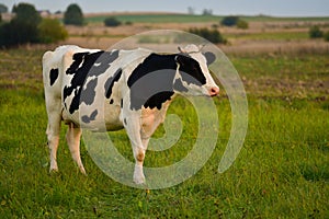 Dairy cow photo