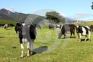 Dairy cows