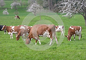 Dairy cows