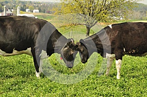 Dairy cows