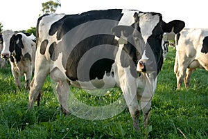 Lácteos vacas 