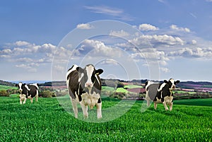 Dairy cows