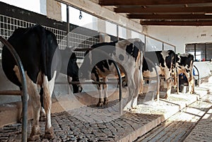 Friesian Dairy cows being milked photo
