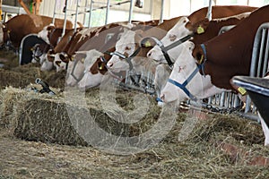 Dairy cows in the barn