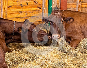 Dairy cows in a barn eating hay