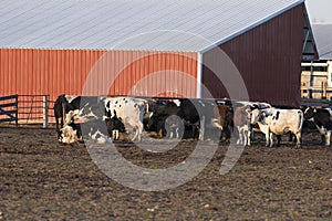 Dairy Cows by a barn