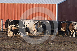 Dairy Cows by a barn