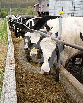 Dairy Cows Belly Up to the Trough