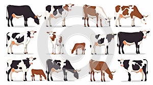 The dairy cows and calf set. Farm animals, bovine cattle, livestock with udders and spotted black and brown coats