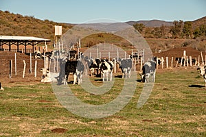 Dairy cows in a cheese making rancho at Ojos Negros, Mexico