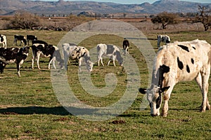 Dairy cows in a cheese making rancho at Ojos Negros, Mexico