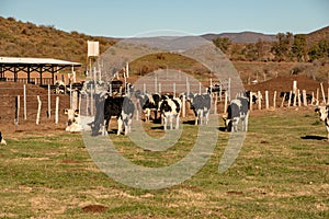 Dairy cows in a cheese making rancho at Ojos Negros, Mexico photo