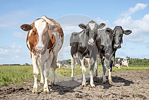 Dairy cows cozy together in a muddy spot in the pasture.Two black and white cows, frisian holstein, standing in a pasturenext to a
