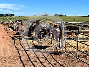 Dairy cows is a dairy farm in Queensland Australia