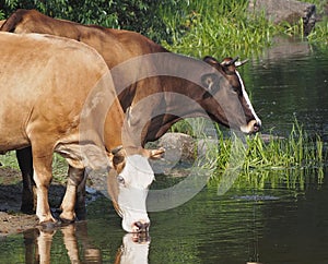 Dairy cows drink water from the river