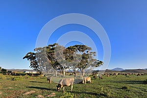 Dairy cows enjoy the fresh grass