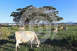 Dairy cows enjoy the fresh grass