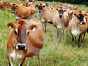 Dairy cows in a famer`s paddock