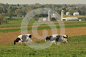 Dairy cows farm