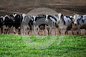 Dairy cows in a farm. Cowshed. Milking cows in farm cowshed on dairy farm. Holstein cow.