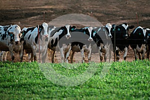 Dairy cows in a farm. Cowshed. Milking cows in farm cowshed on dairy farm. Holstein cow.