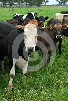 Dairy Cows