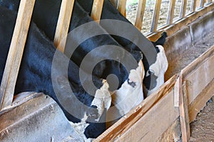 Dairy cows feeding in a barn.