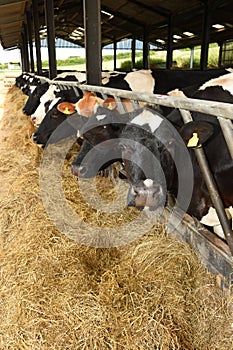 Dairy cows feeding on a farm