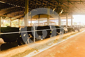 Dairy cows in a feedlot called â€œcompost barnâ€. The system aims to improve the comfort and well-being of the animals and to