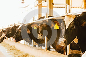 Dairy cows in a feedlot called â€œcompost barnâ€. The system aims to improve the comfort and well-being of the animals and to