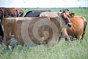 Dairy cows in field