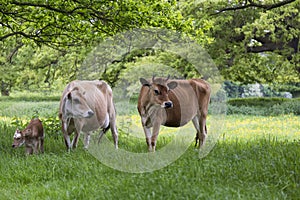 Dairy cows in field with calf