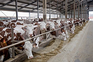 Dairy cows in a free livestock stall