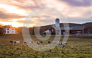 Dairy cows graze on a farm at sunset on a fall evening