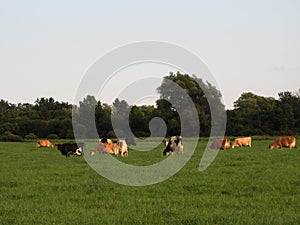 Dairy cows graze in the pasture on a warm summer evening