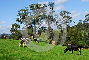 Dairy Cows Grazing