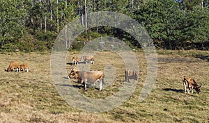 Dairy cows grazing in the countryside of Galicia, Spain.