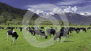 Dairy cows photo