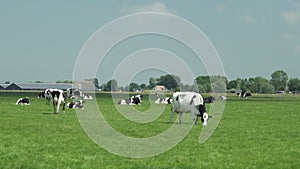 Dairy cows grazing on fresh green grass