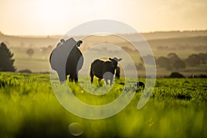 Dairy Cows grazing on green grass in spring, in Australia.