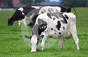 Dairy cows grazing on a pasture