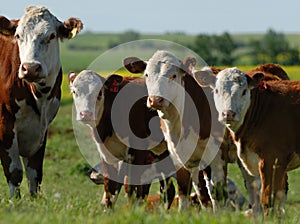 Dairy Cows in a Herd