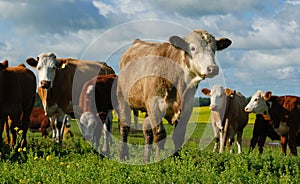Dairy Cows in a Herd