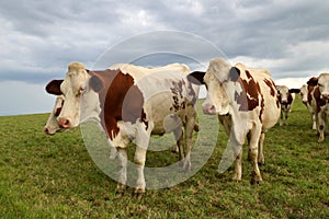 Dairy cows herd in a green pasture