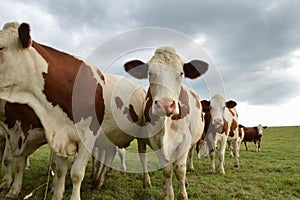 Dairy cows herd in a green pasture