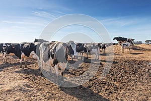 Dairy cows of the Holstein breed Friesian, grazing on field