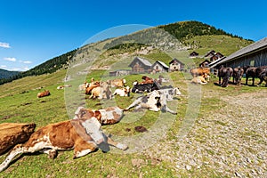 Dairy Cows and Horses on a Mountain Pasture - Italy-Austria Border